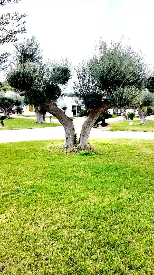 contatti casa funeraria a lizzano